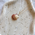 Pacific Calico Scallop Necklace | 14K Gold-filled