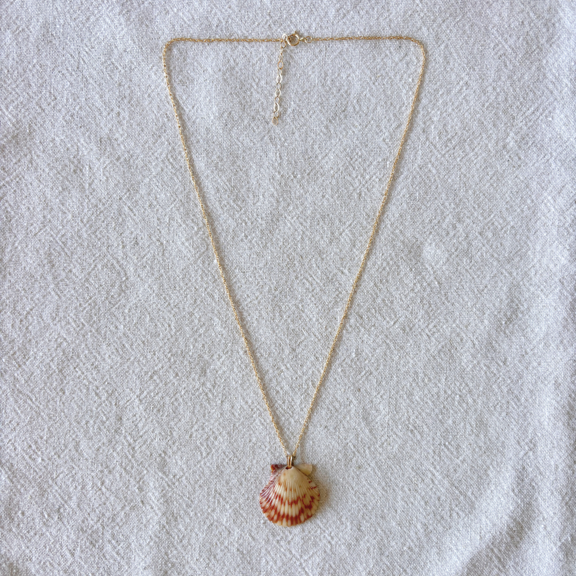 Pacific Calico Scallop Necklace | 14K Gold-filled