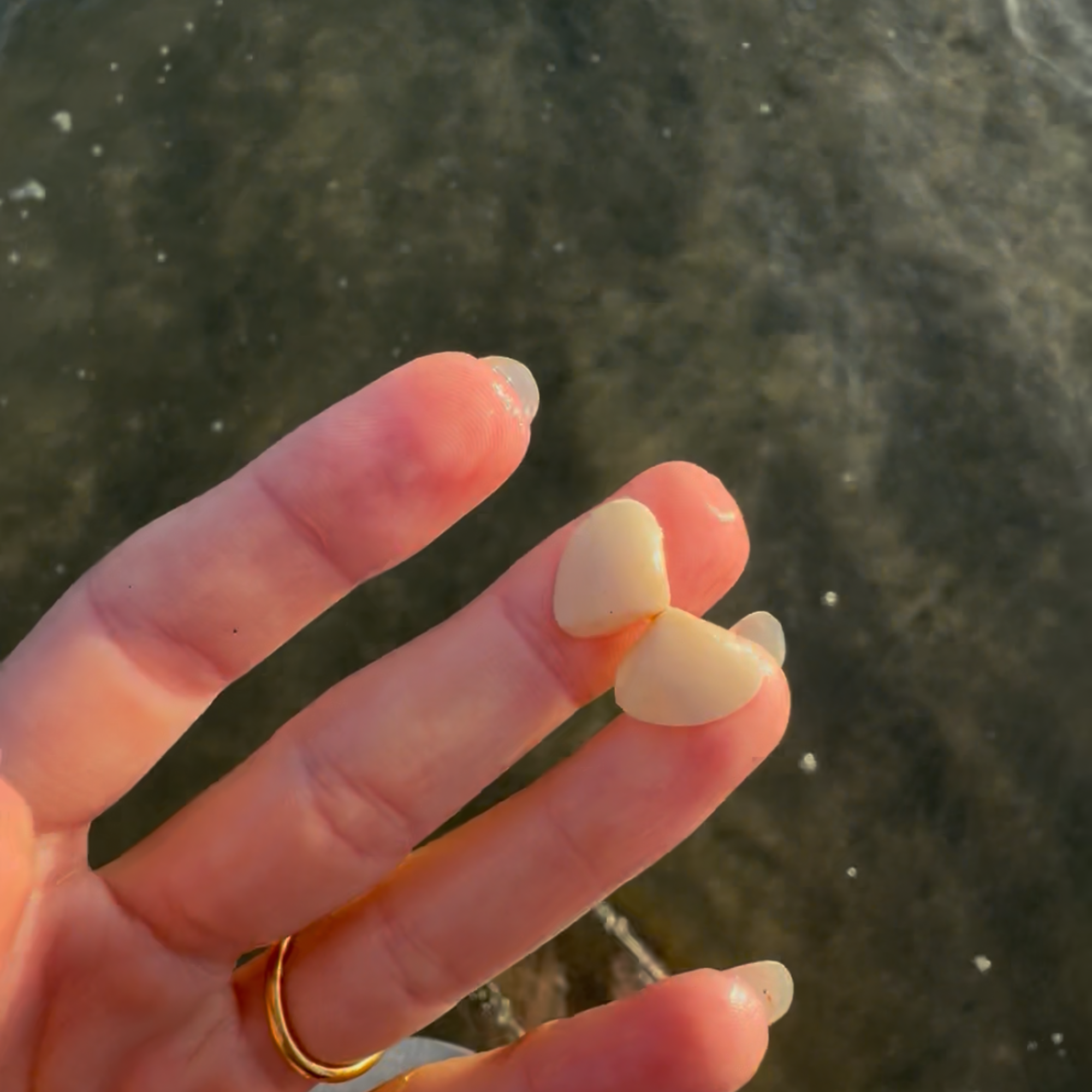 Seashell Drop Earrings | 14K Gold-filled