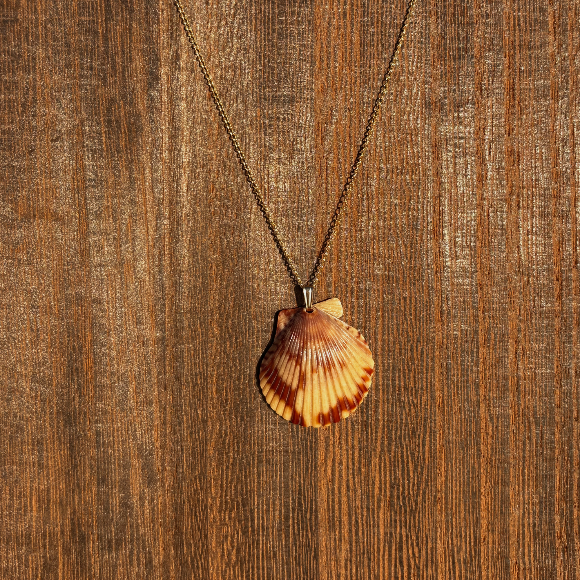 Pacific Calico Scallop Necklace | 14K Gold-filled