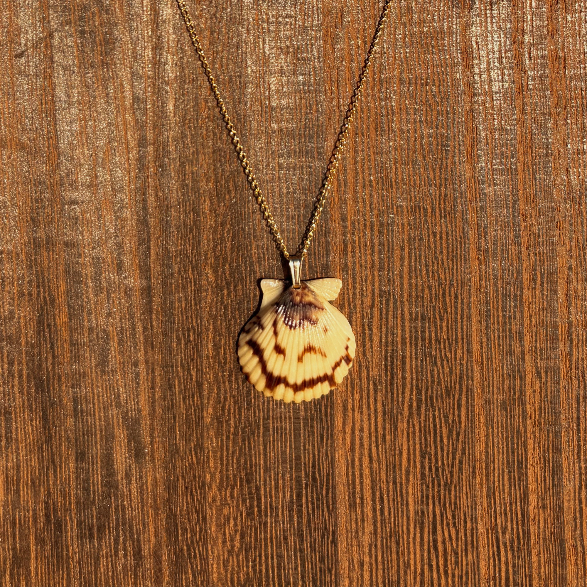 Pacific Calico Scallop Necklace | 14K Gold-filled