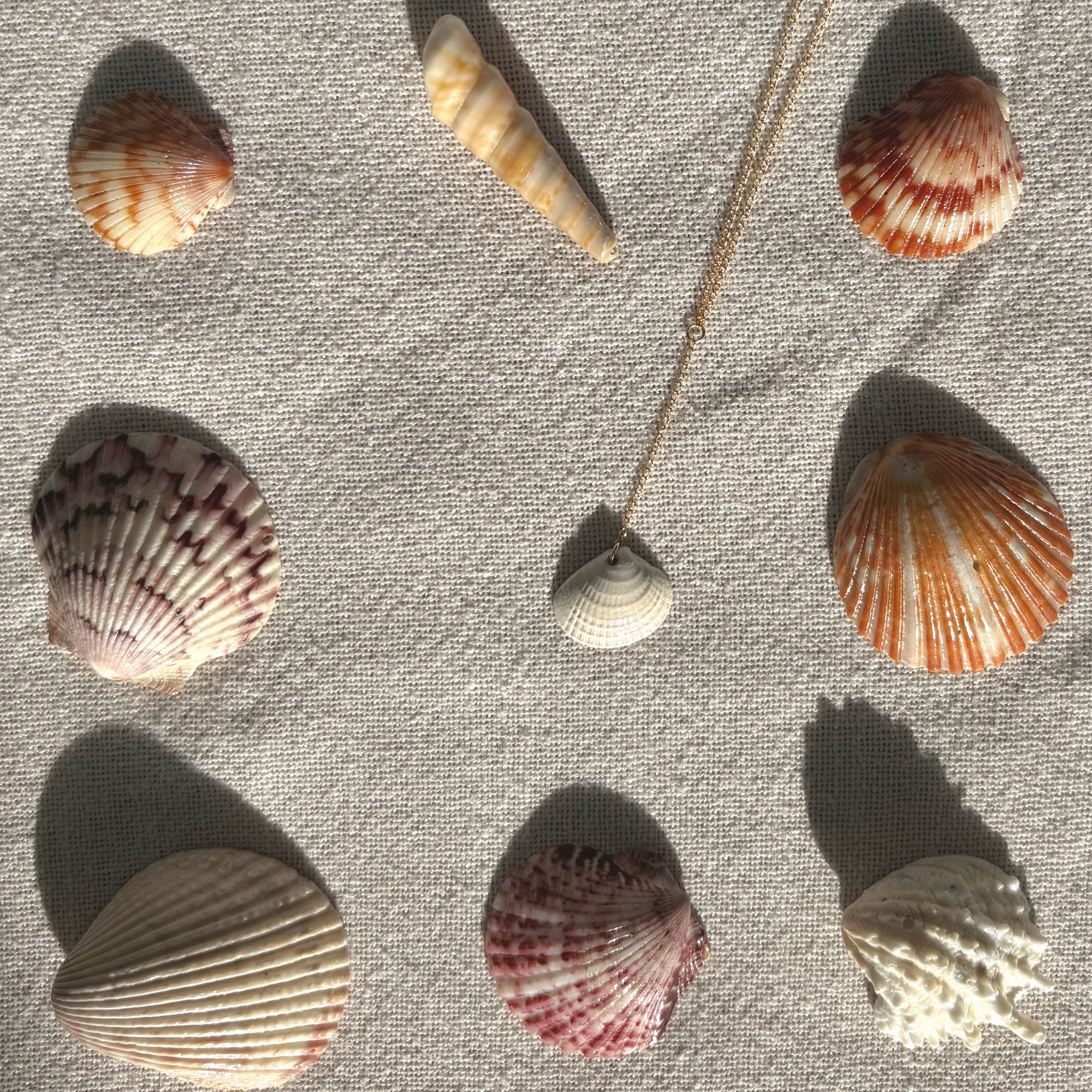 Clam Drop Necklace | 14K Gold-filled