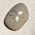 Seashell Earrings | Sterling Silver