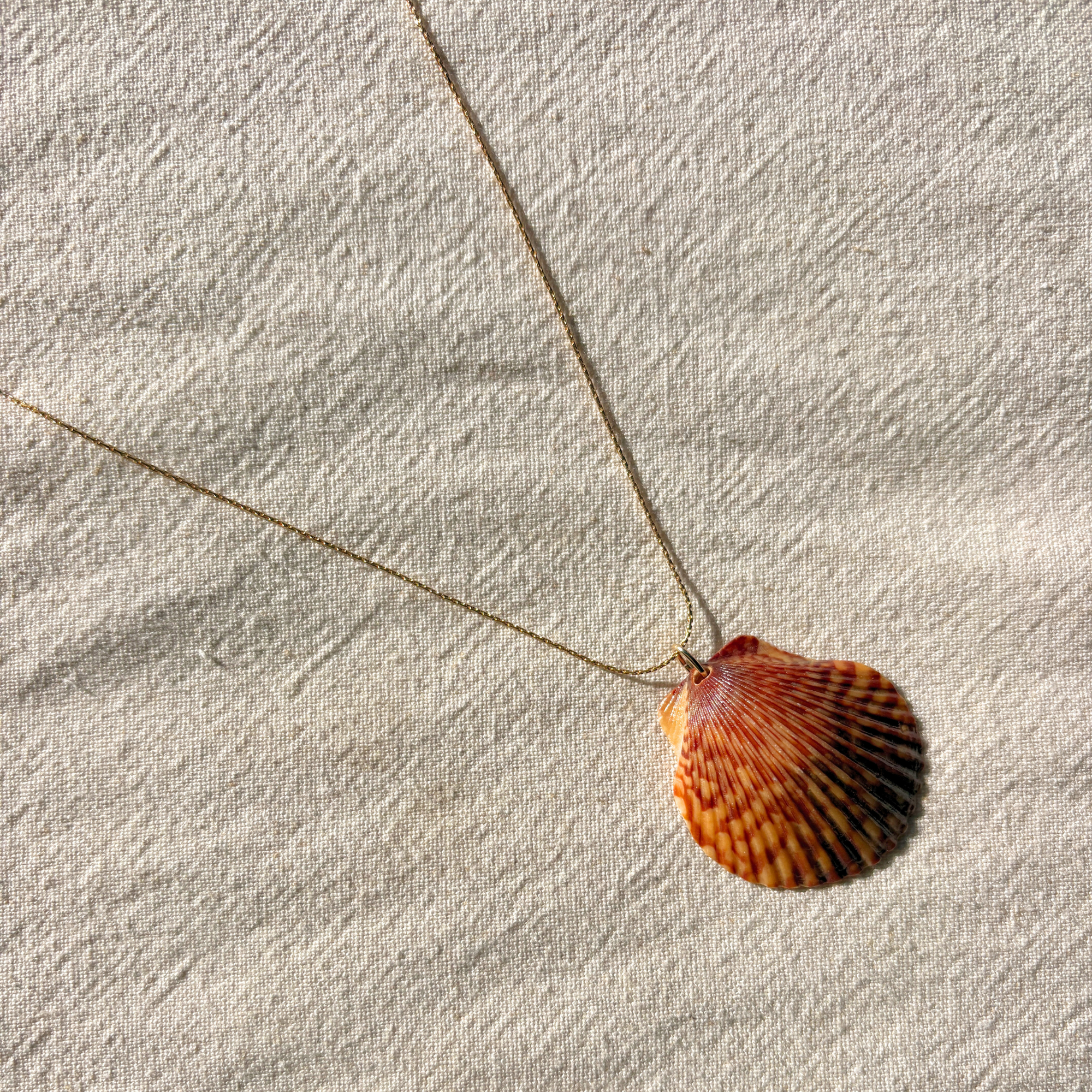 Pacific Calico Scallop Necklace | 14K Gold-filled