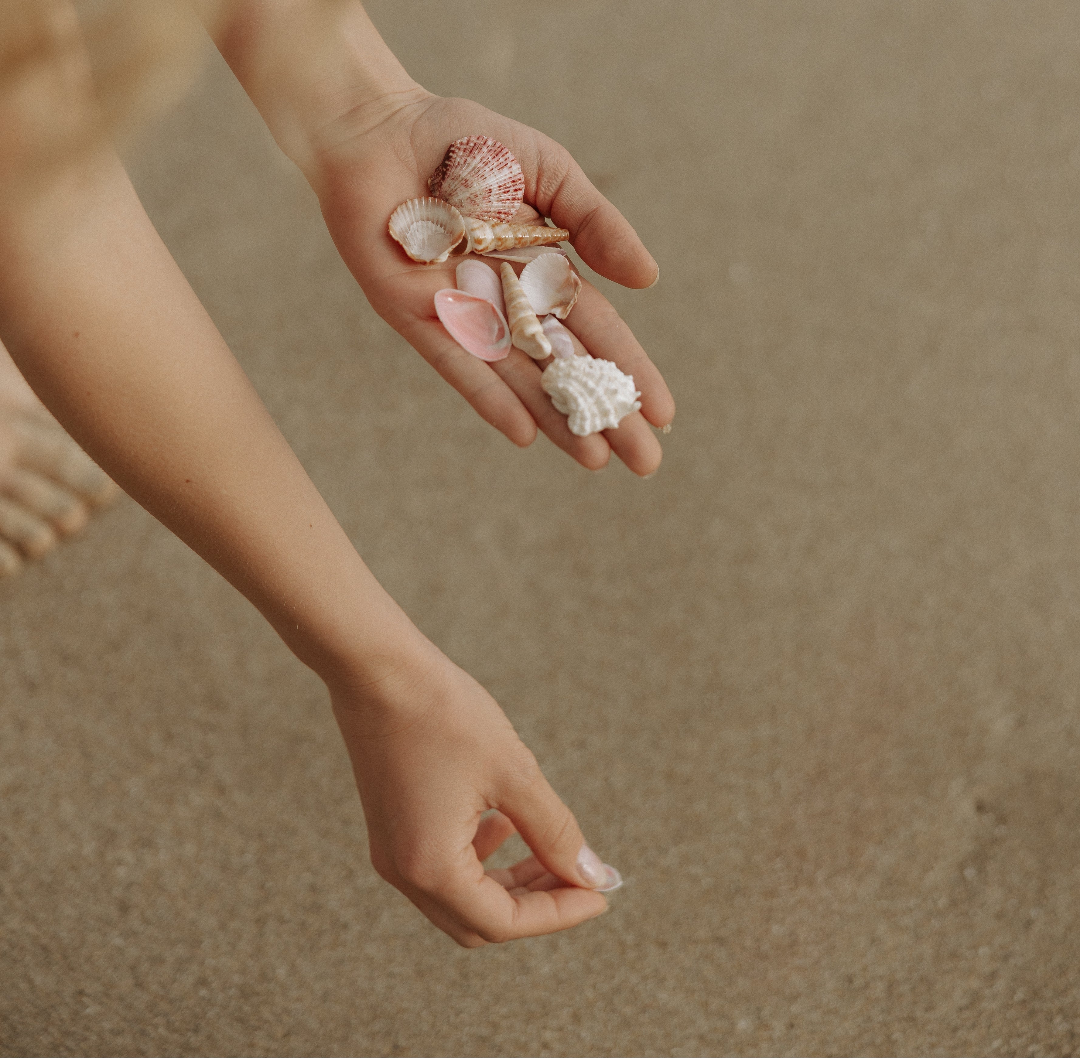 person collecting seashells on the beach; beachcombing